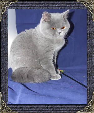 british shorthairs cats and kittens