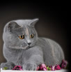 british Blue Show Cat